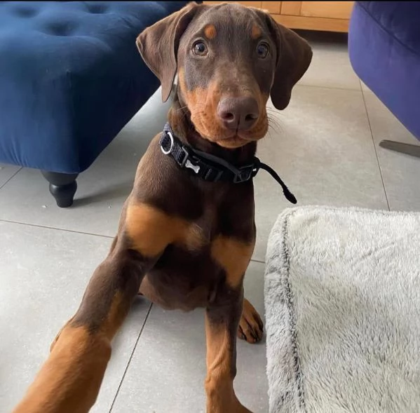 Dobermann cuccioli maschio e femmina | Foto 2