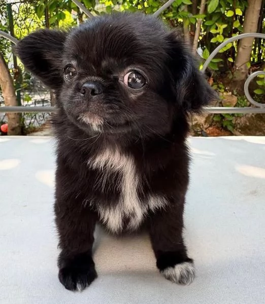 Chihuahua Toy cuccioli maschio e femmina