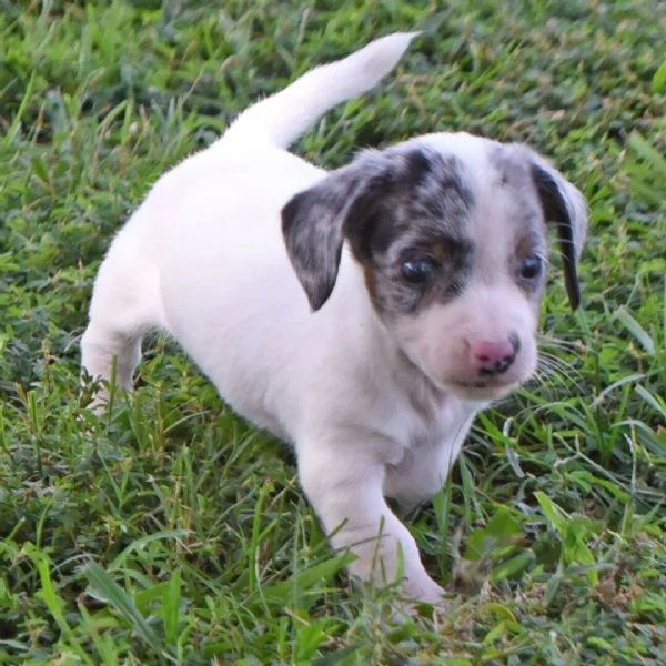 Bassotto  cuccioli maschio e femmina | Foto 0