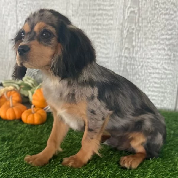 Cavalier King Charles cuccioli maschio e femmina