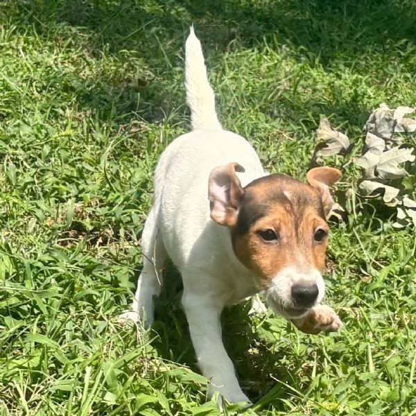 Jack Russell cuccioli maschio e femmina | Foto 0