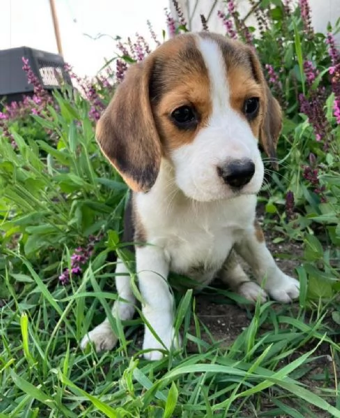 Beagle cuccioli maschio e femmina