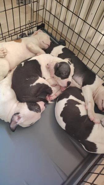 Cuccioli di pitbull