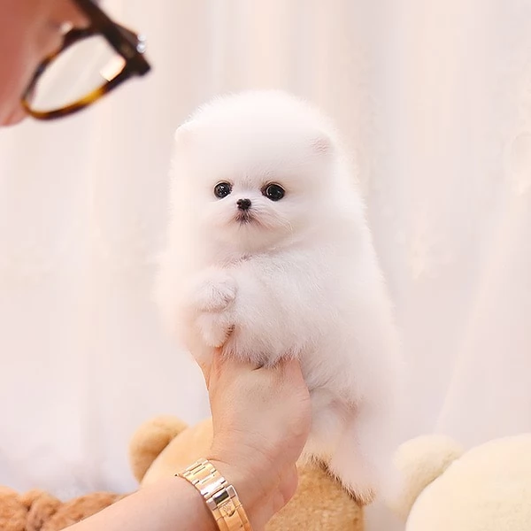 Incontra il cucciolo di Pomerania piugrave bello e disponibile per la tua casa