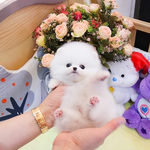 Incontra il cucciolo di Pomerania piugrave bello e disponibile per la tua casa | Foto 3