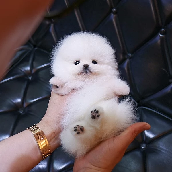 Incontra il cucciolo di Pomerania piugrave bello e disponibile per la tua casa | Foto 1