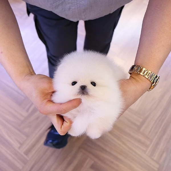 Incontra il cucciolo di Pomerania piugrave bello e disponibile per la tua casa | Foto 0