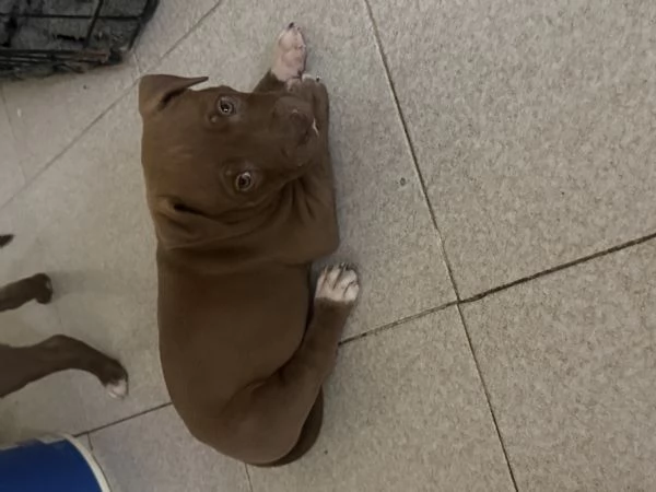 Cuccioli Pittbull 