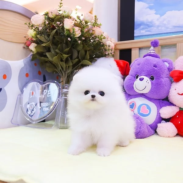 Bellissimo orsacchiotto di peluche Pomerania amante del divertimento | Foto 2