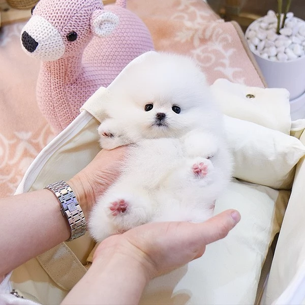 Bellissimo orsacchiotto di peluche Pomerania amante del divertimento | Foto 0