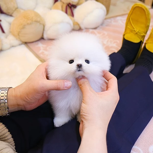 Bellissimo orsacchiotto di peluche Pomerania amante del divertimento