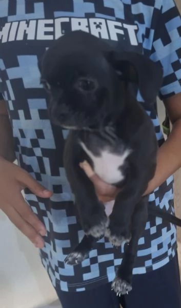 Chihuahua toy 