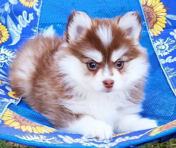 Cuccioli di Pomsky disponibili per ladozione