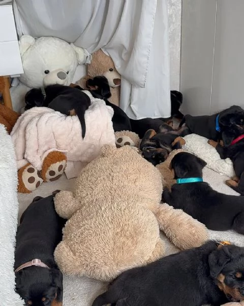 cucciolo di rottweiler disponibile per adozione | Foto 3