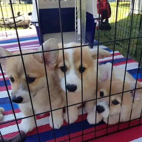 Cuccioli di Corgi disponibili per ladozione