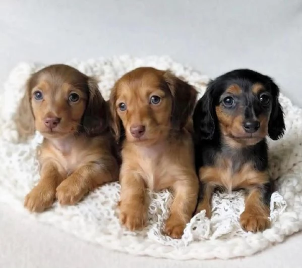 cucciolo di bassotto disponibile per ladozione | Foto 1
