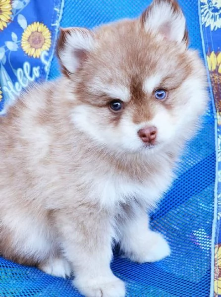 Cuccioli di Pomsky disponibili per ladozione