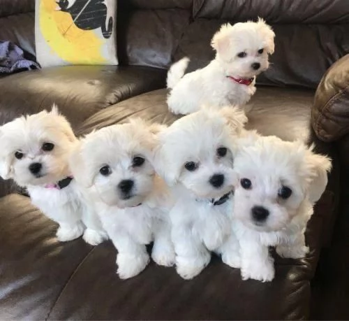 Cuccioli di maltese disponibili per ladozione