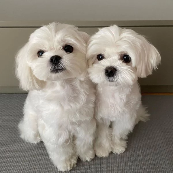 Cuccioli di maltese disponibili per ladozione | Foto 0