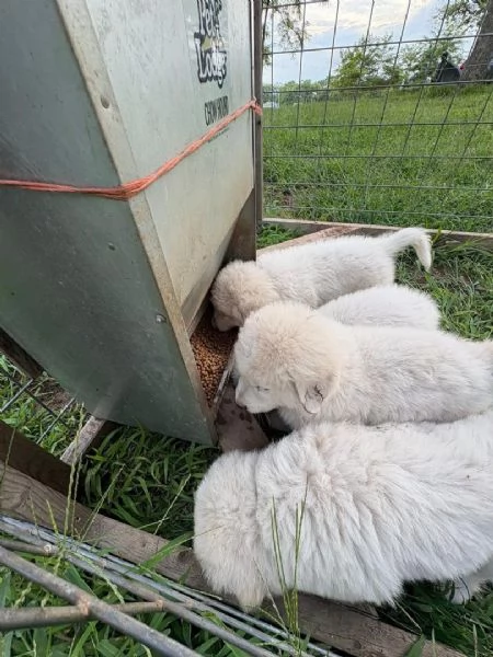 Pastore Maremmano disponibile per ladozione | Foto 1