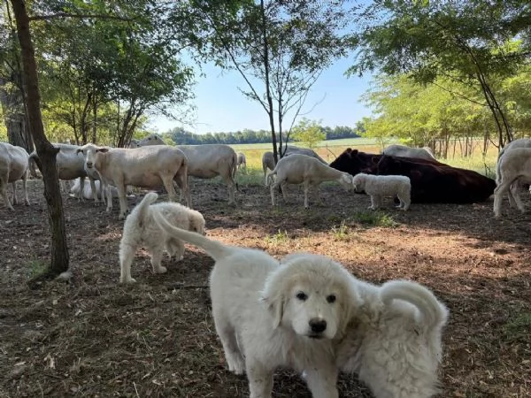 Pastore Maremmano disponibile per ladozione | Foto 0