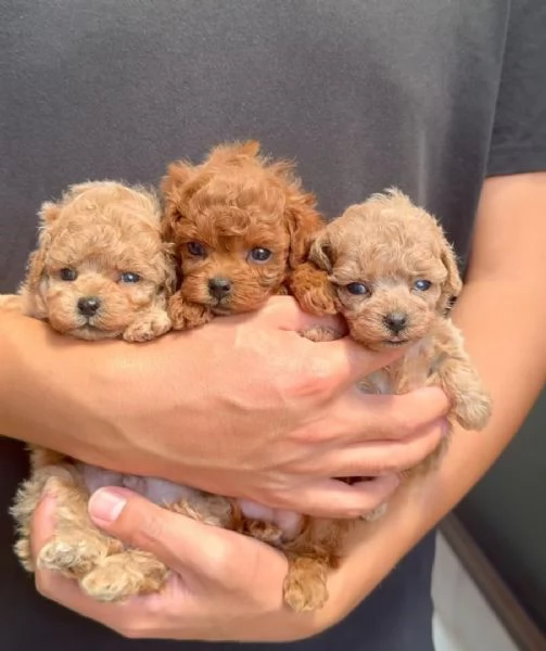 Cuccioli di barboncino toy disponibili per ladozione | Foto 0