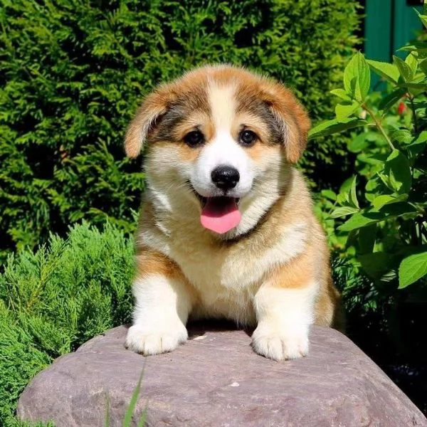 Cuccioli di Corgi disponibili per ladozione | Foto 1