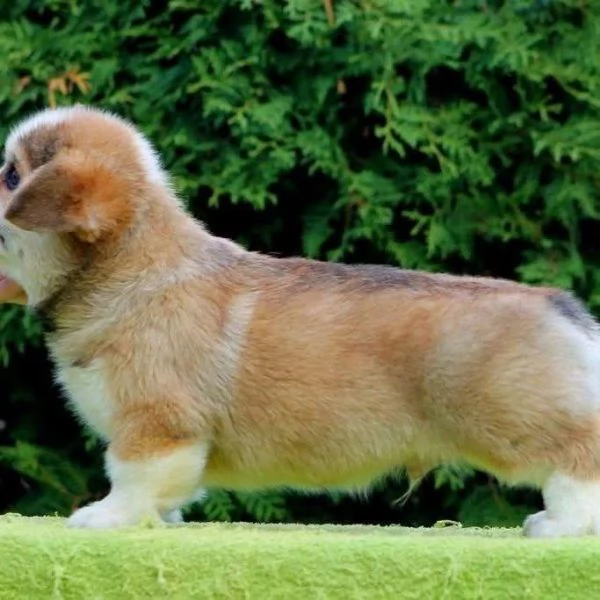  Cuccioli di Corgi disponibili per ladozione | Foto 0