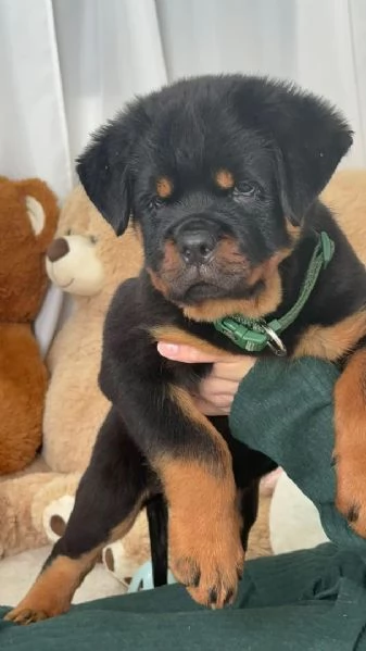 Cucciolo di Rottweiler disponibile per adozione