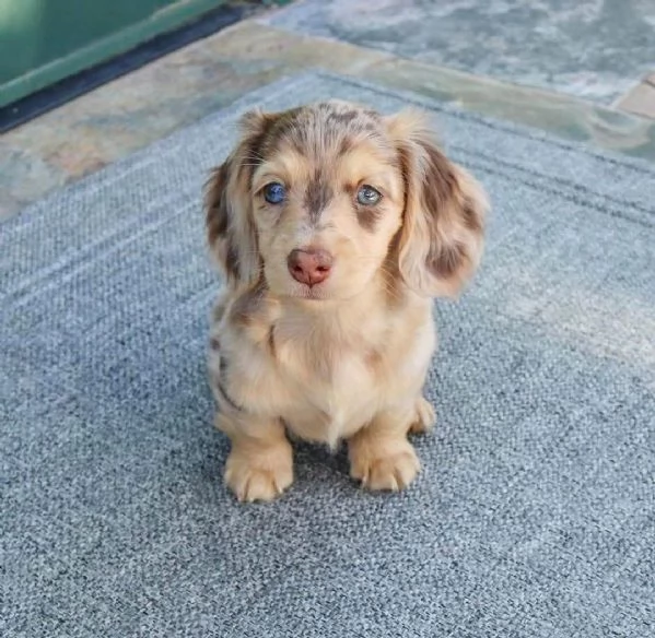     cucciolo di bassotto disponibile per ladozione