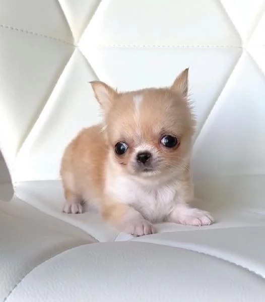 Disponibili cuccioli di Chihuahua per ladozione