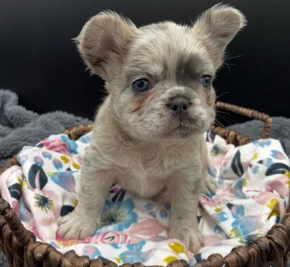 Cucciolo di bulldog francese disponibile per ladozione