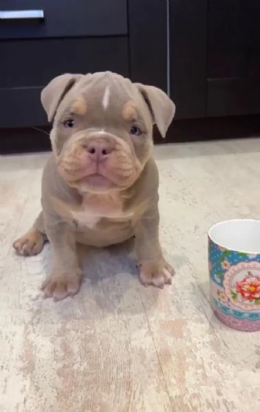 Cucciolo di Pitbull disponibile per ladozione