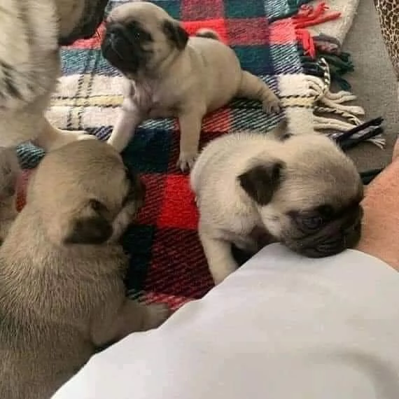 Splendidi cuccioli di Carlino | Foto 1