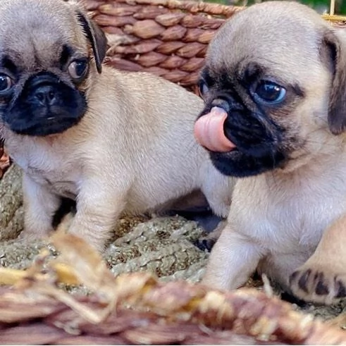 Splendidi cuccioli di Carlino | Foto 0