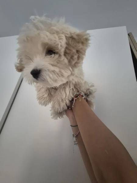 Maltipoo