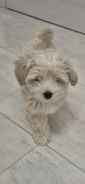 Maltipoo | Foto 2