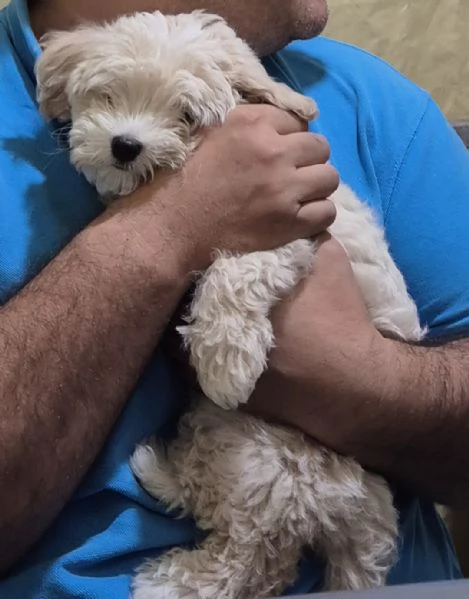 Maltipoo | Foto 1