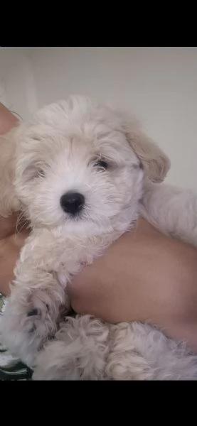 Maltipoo | Foto 0