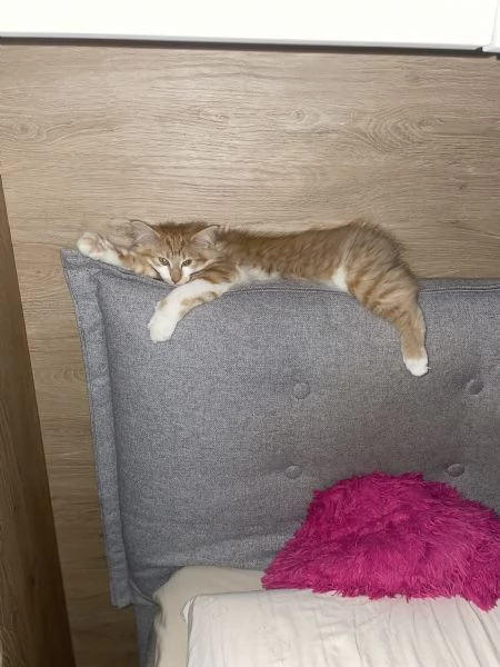 Gatto femmina norvegese  | Foto 2