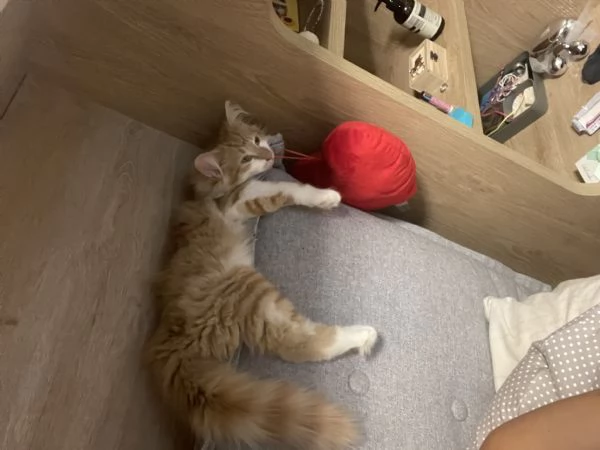 Gatto femmina norvegese  | Foto 1