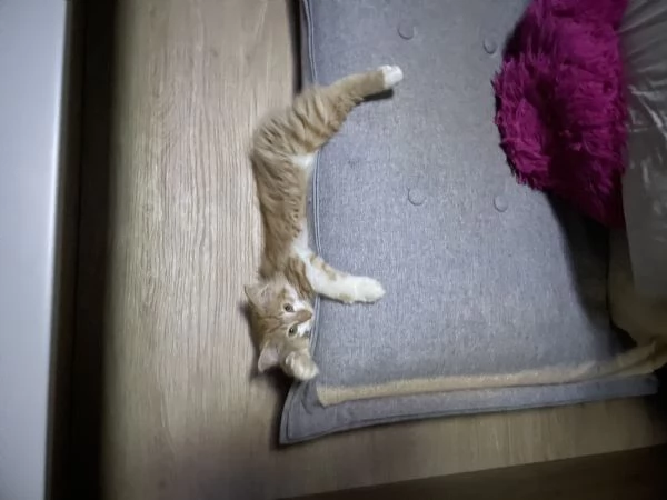 Gatto femmina norvegese 
