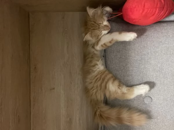 Gatto femmina norvegese  | Foto 0