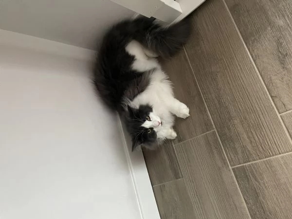 Gatto maschio norvegese | Foto 0