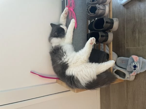 Gatto maschio norvegese | Foto 4