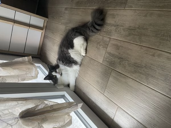 Gatto maschio norvegese | Foto 2