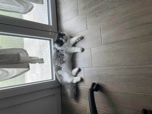 Gatto maschio norvegese