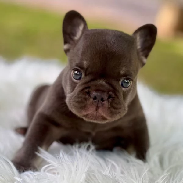 Bulldog Francese cuccioli maschio e femmina | Foto 0