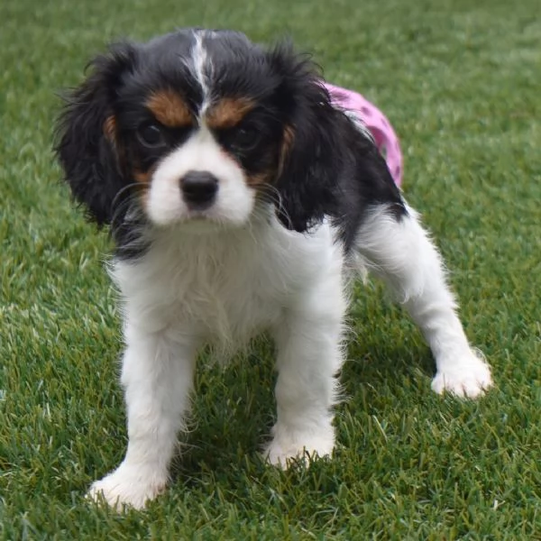 Cavalier King Charles cuccioli maschio e femmina | Foto 0