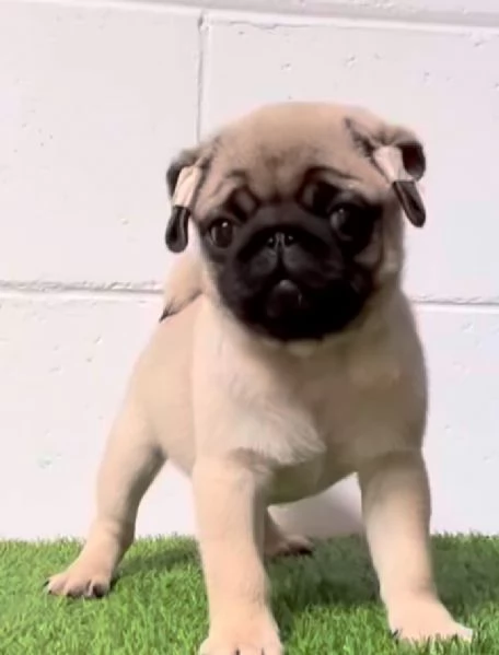 Carlino Pug cuccioli maschio e femmina